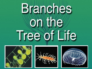 Branches on the Tree of Life