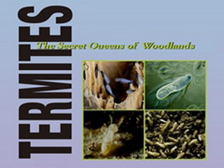Termites: The Secret Queens of the Woodlands